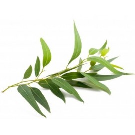 Flore et Sens Huile Essentielle d’Eucalyptus (20 ml)