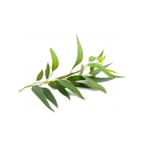 Flore et sens Huile Essentielle d’Eucalyptus 20 ml