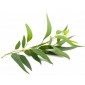 Flore et sens Huile Essentielle d’Eucalyptus 20 ml