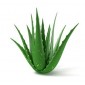 Nature Soin Huile D'aloe Vera (50ml)