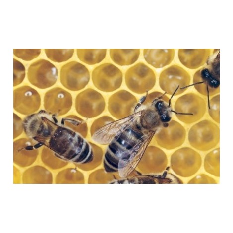 Royal Honey+ Qways miel gelée 